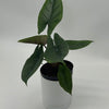 Alocasia Scalprum