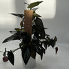Syngonium Red Arrow