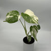 Variegated Monstera Albo Borsigiana