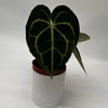 Anthurium King of Clarinervicum