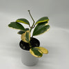 Outer Variegated Hoya Kerrii