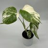 Variegated Monstera Albo Borsigiana