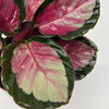 Calathea Roseopicta 'Pale Rosy'