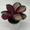 Calathea Roseopicta 'Pale Rosy'