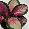 Calathea Roseopicta 'Pale Rosy'