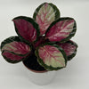 Calathea Roseopicta 'Pale Rosy'