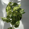 Pothos Marble Queen