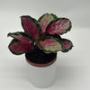 Calathea Roseopicta 'Pale Rosy'
