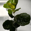Ficus Fiddle Leaf Fig