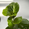 Ficus Fiddle Leaf Fig