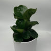 Ficus Fiddle Leaf Fig
