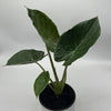 Alocasia Elephant Ear (Wentii)