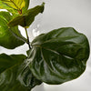 Ficus Fiddle Leaf Fig