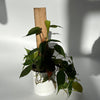 Philodendron Micans