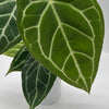 Anthurium Crystallinum