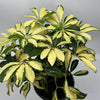 Variegated Umbrella Bush