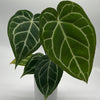 Anthurium Crystallinum