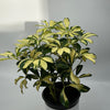 Variegated Umbrella Bush