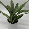 Sansevieria Sayuri
