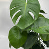 Monstera Deliciosa