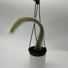 Monkey Tail Cactus