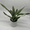 Sansevieria Sayuri