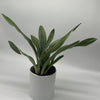 Sansevieria Sayuri