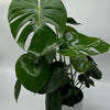 Monstera Deliciosa