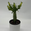 Variegated African Milk Tree (Euphorbia Trigona)