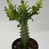 Variegated African Milk Tree (Euphorbia Trigona)