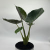 Alocasia Elephant Ear (Wentii)