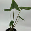 Alocasia Stingray