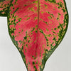 Aglaonema Lady Valentine