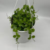 Hoya Mathilde 'Splash'