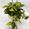 Philodendron Brazil