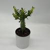 Variegated African Milk Tree (Euphorbia Trigona)