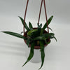 Blue Oil Fern