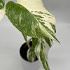 Variegated Monstera Albo Borsigiana