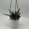Blue Oil Fern