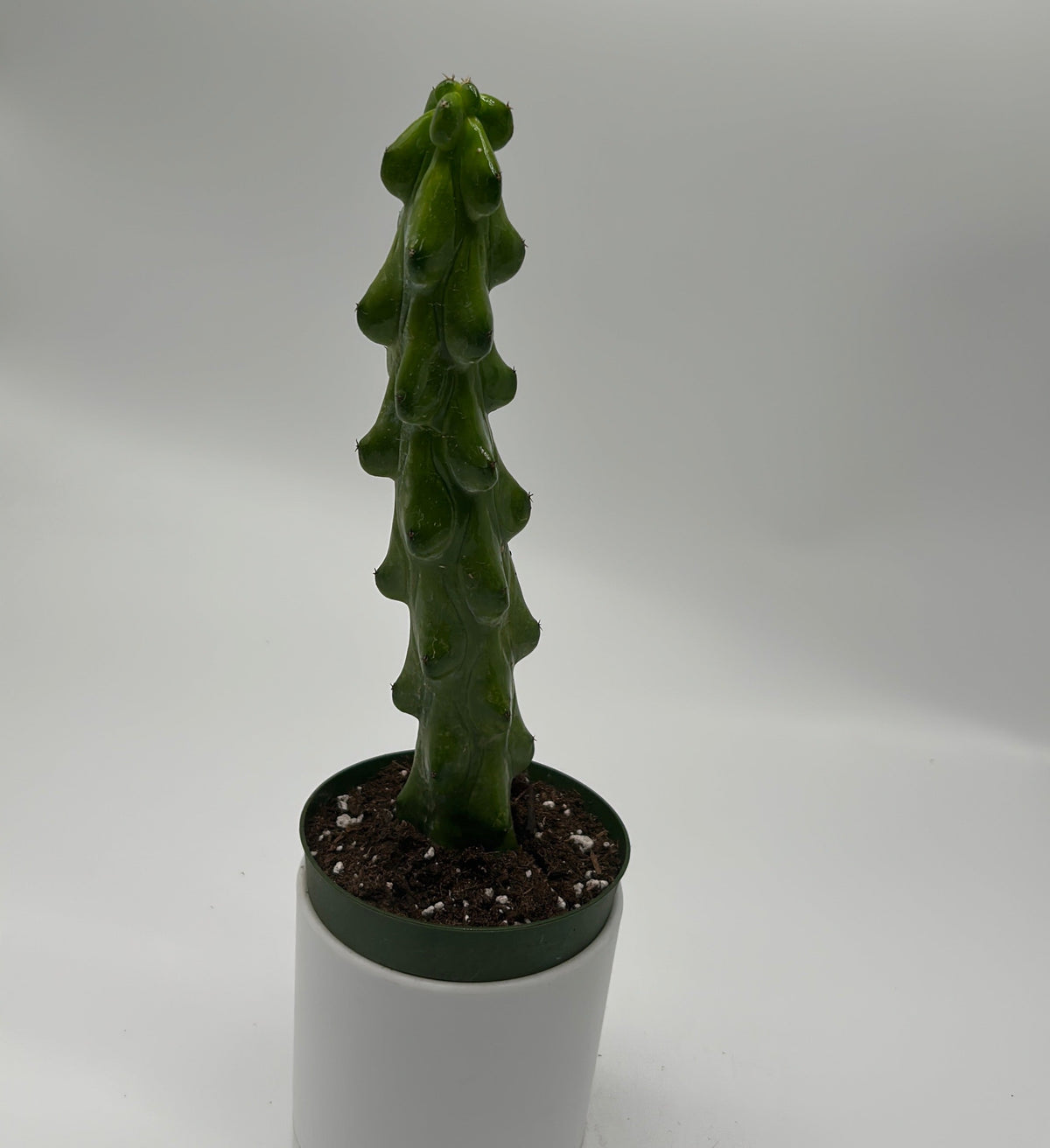 Boobie Cactus
