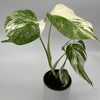 Variegated Monstera Albo Borsigiana