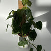 Philodendron Brandi