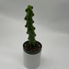 Boobie Cactus