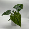 Philodendron Colombia