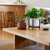 The Rancho Planter
