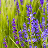 250 NATIVE MIX Beardtongue PENSTEMON Grandiflorus, Strictus, Cobaea, Palmeri, Digitalis, Pallidus - Pink White Blue Purple Flower Seeds