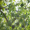Rollinia (Rollinia deliciosa)