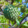 Rollinia Seedling (Rollinia deliciosa)