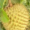 Rollinia Seedling (Rollinia deliciosa)
