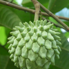 Rollinia (Rollinia deliciosa)